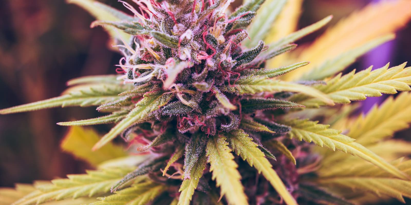 A close-up of a resin-frosted cannabis flower