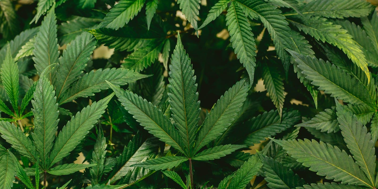 Cannabis plants growing in the open air