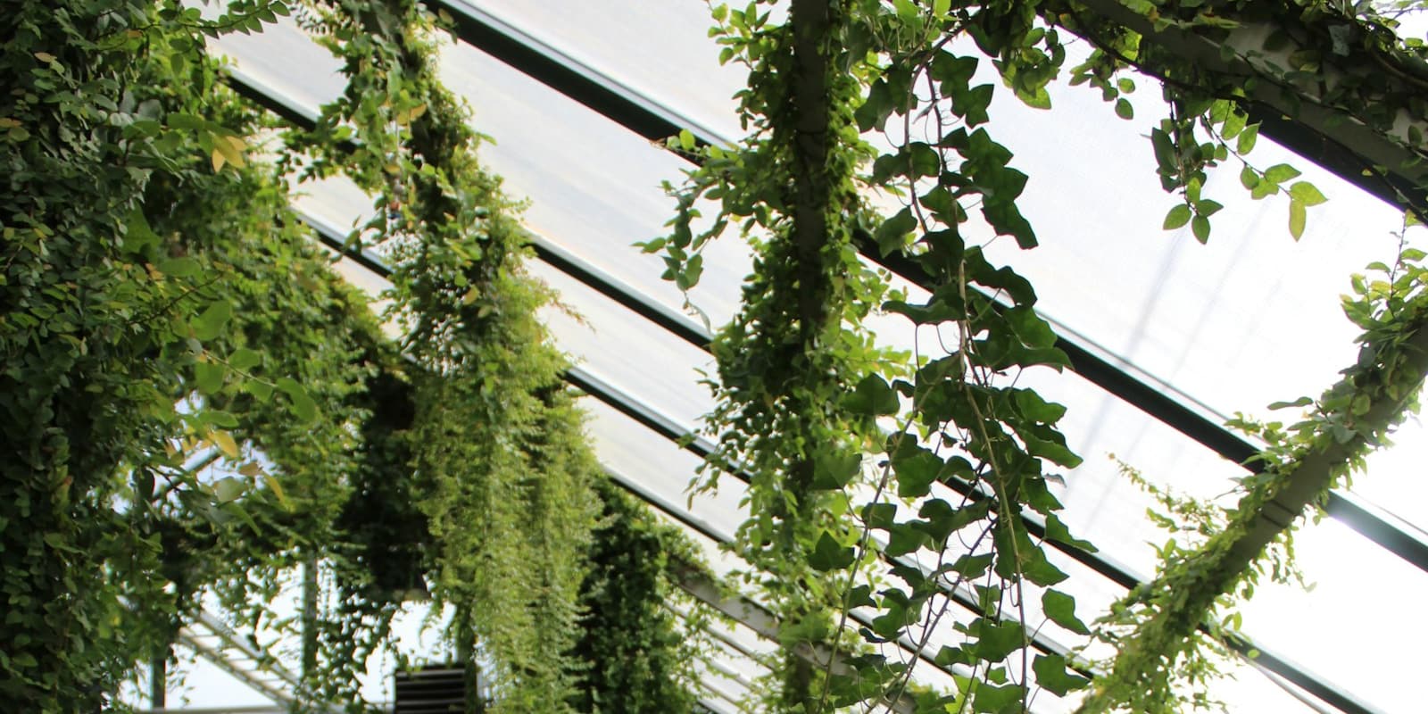 The lush interior of a greenhouse