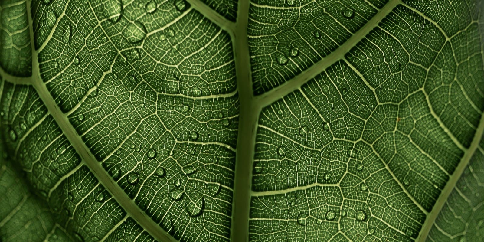 A dew-covered green leaf, close up