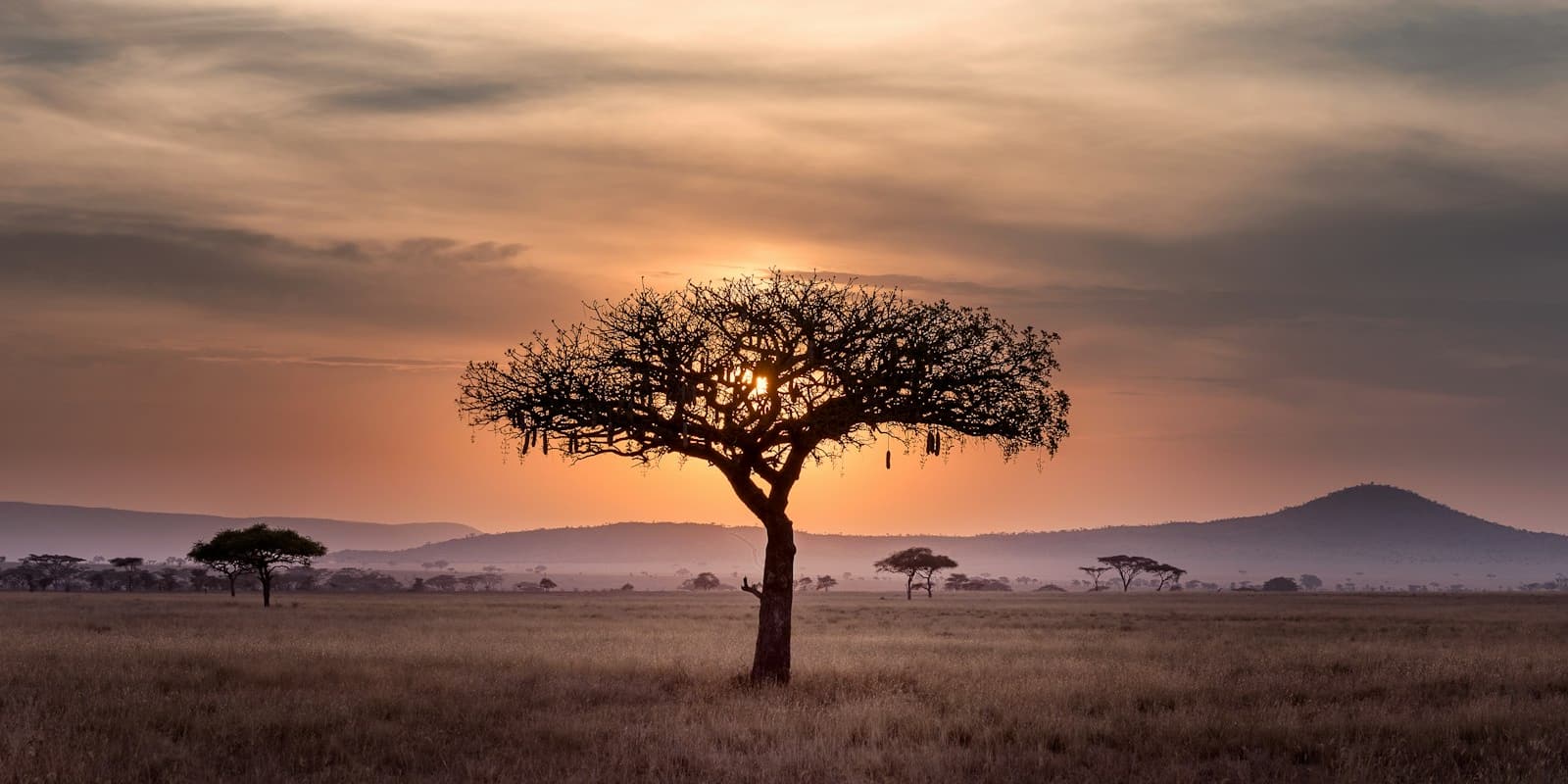 A lone acacia tree at dusk on the savanna